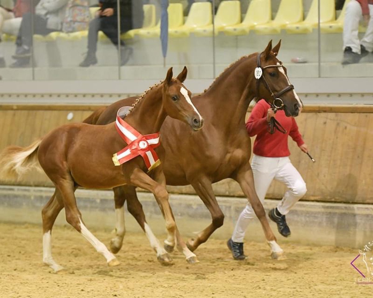 broodmare Delia (German Riding Pony, 2017, from Dresscode AT)