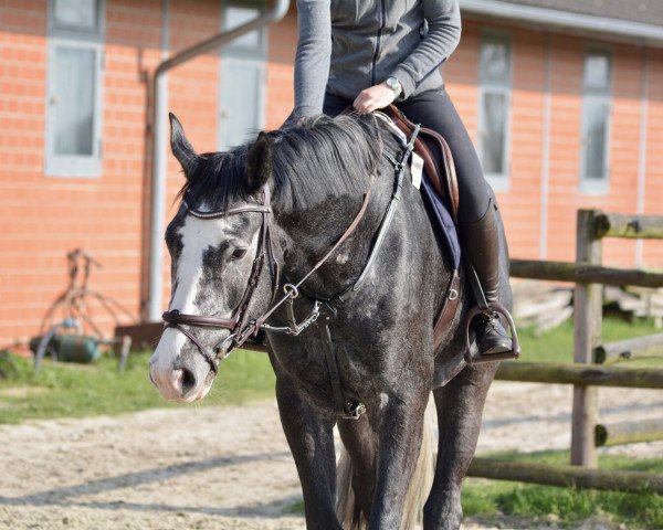 jumper Dr. Trüffel (Hanoverian, 2019, from Diaron OLD)