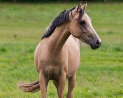 Dressurpferd Valou (Deutsches Reitpony, 2021, von Valido's Grey Star G)