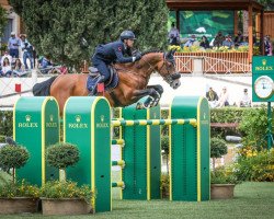 stallion Gaspahr (KWPN (Royal Dutch Sporthorse), 2011, from Berlin)