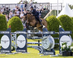 Springpferd Max Vls (Belgisches Warmblut, 2012, von Untouched)