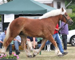 horse Stute von Higgins (Rhenish-German Cold-Blood, 2013, from Higgins)