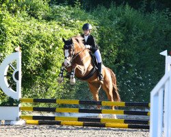 dressage horse Waterdieks Trouble Spot (German Riding Pony, 2007, from Traumfürst)