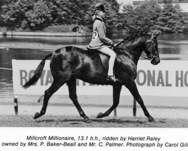 stallion Millcroft Millionaire (British Riding Pony, 1982, from Catherston Night Safe)