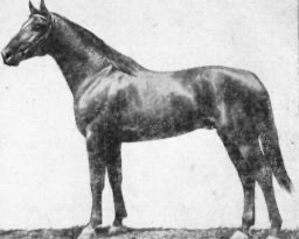 stallion Sabur (Budyonny, 1962, from Sbit)