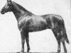 stallion Sabur (Budyonny, 1962, from Sbit)