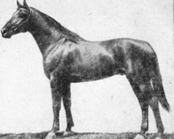 stallion Sabur (Budyonny, 1962, from Sbit)