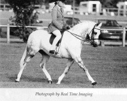 horse Mandalay Only Love (Welsh Partbred, 1986, from Cusop Connoisseur)