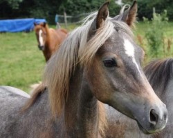 jumper Magic Temptation (German Riding Pony, 2020, from Magic Friday B WE)