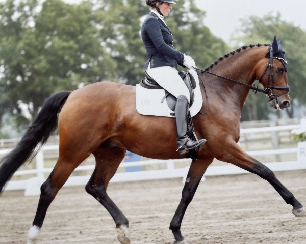 dressage horse Full House Figo (Hanoverian, 2017, from Fürst Belissaro)