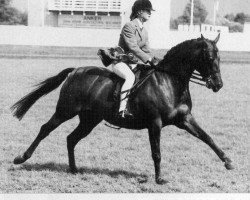 horse Long River Melody (Arab half breed / Partbred, 1987, from Whalton Seventh Heaven)