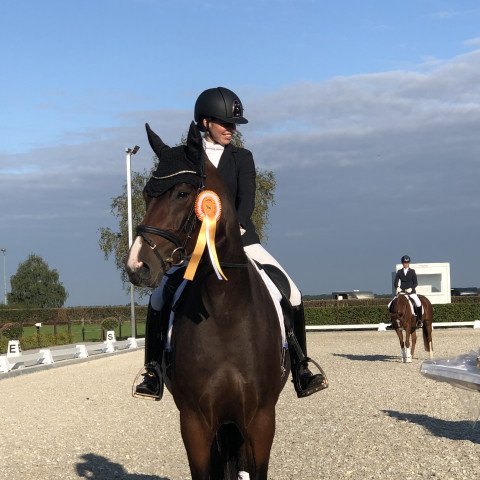 dressage horse Sarijana M (German Sport Horse, 2017, from Simonetti)