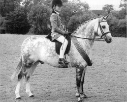 Pferd Lemington Cliquot (British Riding Pony, 1989, von Brockwell Chipmunk)