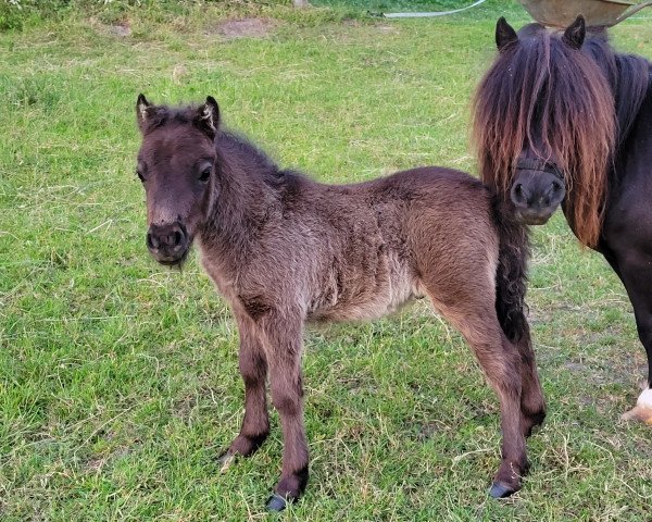 horse Elton vom Burgblick (Shetland pony (under 87 cm), 2023, from Eddy von der Pumpermühle)