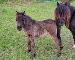 Pferd Elton vom Burgblick (Shetland Pony (unter 87 cm), 2023, von Eddy von der Pumpermühle)