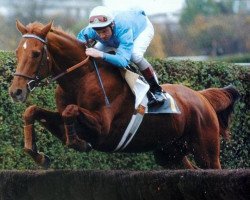 stallion Villez xx (Thoroughbred, 1992, from Lyphard's Wish xx)