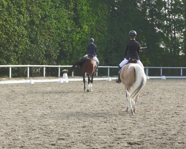 Reitturnier Zillhofen/Obb. 2023