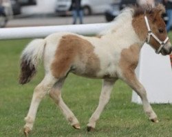 Pferd Pino vom Burgblick (Shetland Pony (unter 87 cm), 2023, von Hahns Piccolo Grande)