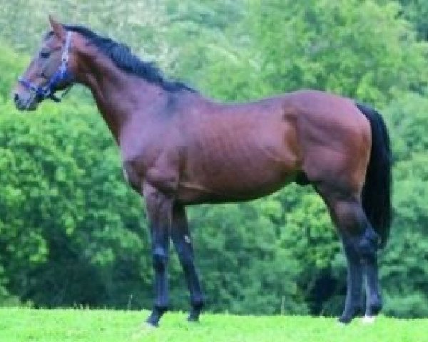 stallion Cachet Noir xx (Thoroughbred, 1993, from Theatrical xx)