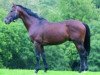 stallion Cachet Noir xx (Thoroughbred, 1993, from Theatrical xx)