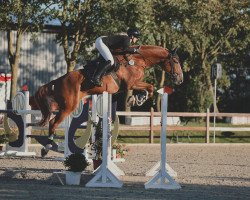 jumper Tangellou (Hanoverian, 2016, from Tangelo van de Zuuthoeve)