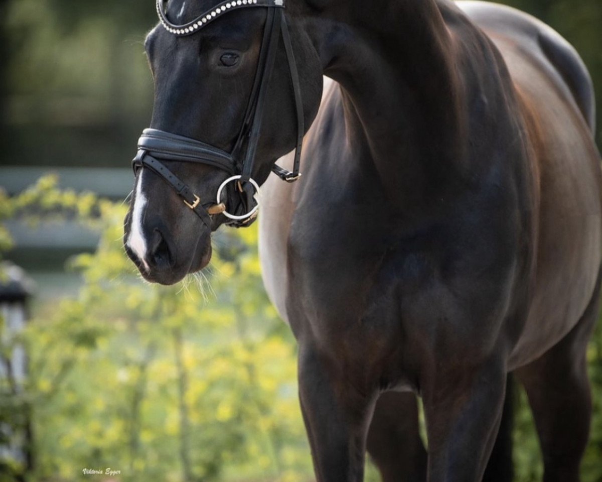 Dressurpferd Dream Girl 77 (Hannoveraner, 2018, von Diamond Hit)