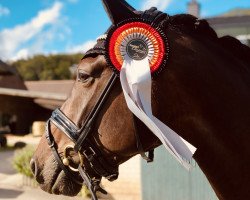 dressage horse Dexter B 4 (Westphalian, 2016, from Diatano)