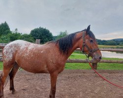 Pferd Sky (Polnisches Warmblut,  )