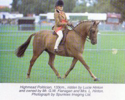 Pferd Highmead Politician (British Riding Pony,  , von Crimchard Talisman)