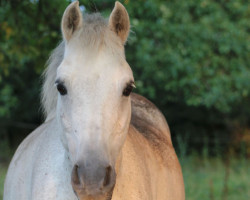 dressage horse Dubai 41 (German Riding Pony, 2007, from FS Don't Worry)