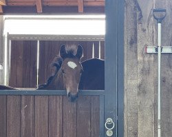 jumper Casio (Oldenburg show jumper, 2023, from Coros NRW)