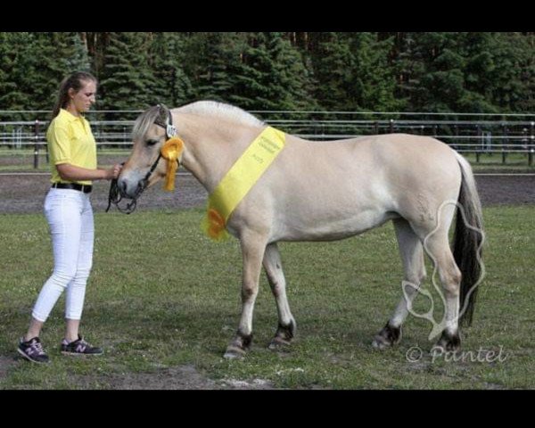 broodmare Farina II von Katjendal (Fjord Horse, 2013, from Mastrup Romeo)