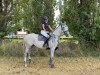 dressage horse Havanna de Luxe (Trakehner, 2018, from Magistral AA)