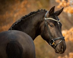 Deckhengst Hulapalu ZV WE (Deutsches Reitpony, 2017, von Hurrikan Heros)