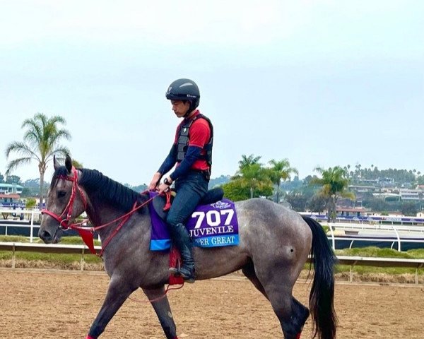 horse Jasper Great xx (Thoroughbred, 2019, from Arrogate xx)