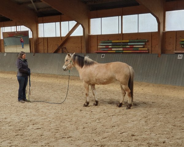 broodmare Frida vom Katjendal (Fjord Horse, 2015, from Tornhøjs Canut)