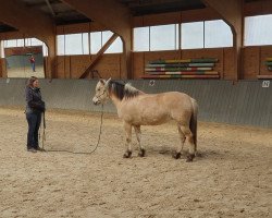 broodmare Frida vom Katjendal (Fjord Horse, 2015, from Tornhøjs Canut)