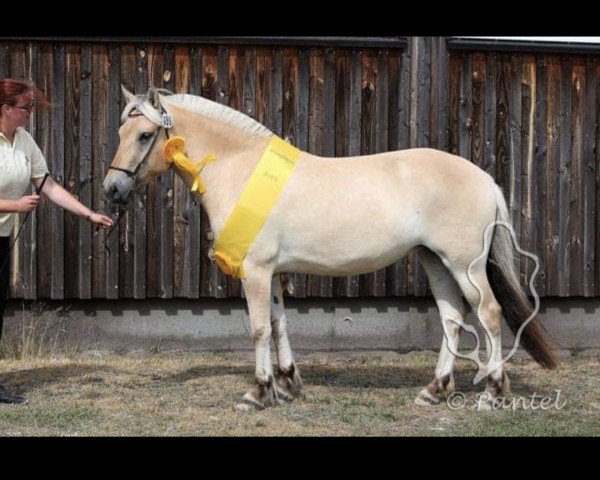 broodmare Florena vom Katjendal (Fjord Horse, 2015, from Tornhøjs Canut)