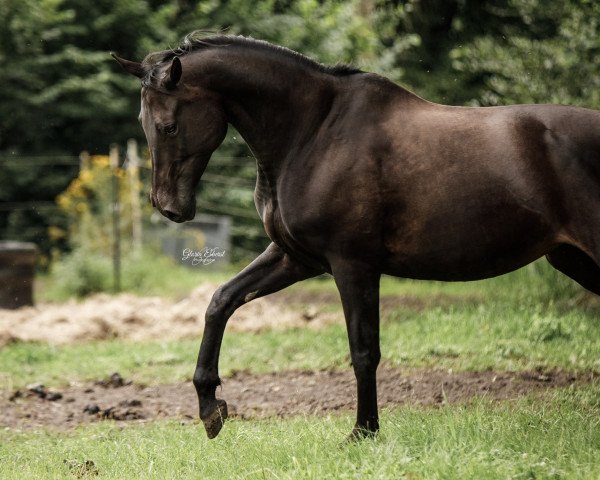 broodmare Dinara 84 (German Warmblood, 2011, from Baltimore Vra AA)