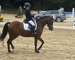 dressage horse Henry 442 (German Riding Pony, 2016, from Halifax)