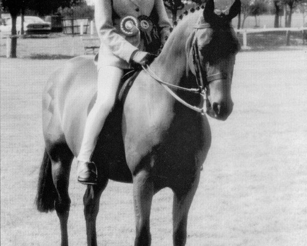 horse Brookvale Super Trouper (British Riding Pony, 1983, from Harlaw Lucky Strike)