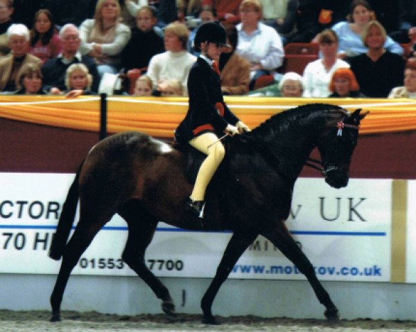 Pferd Oldcourt Balilika (British Riding Pony, 1996, von Westacre Concerto)