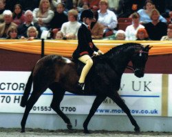 horse Oldcourt Balilika (British Riding Pony, 1996, from Westacre Concerto)