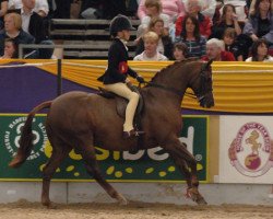 horse Fairholme Rosetta's Rhapsody (British Riding Pony,  , from Willowbay Symphony)