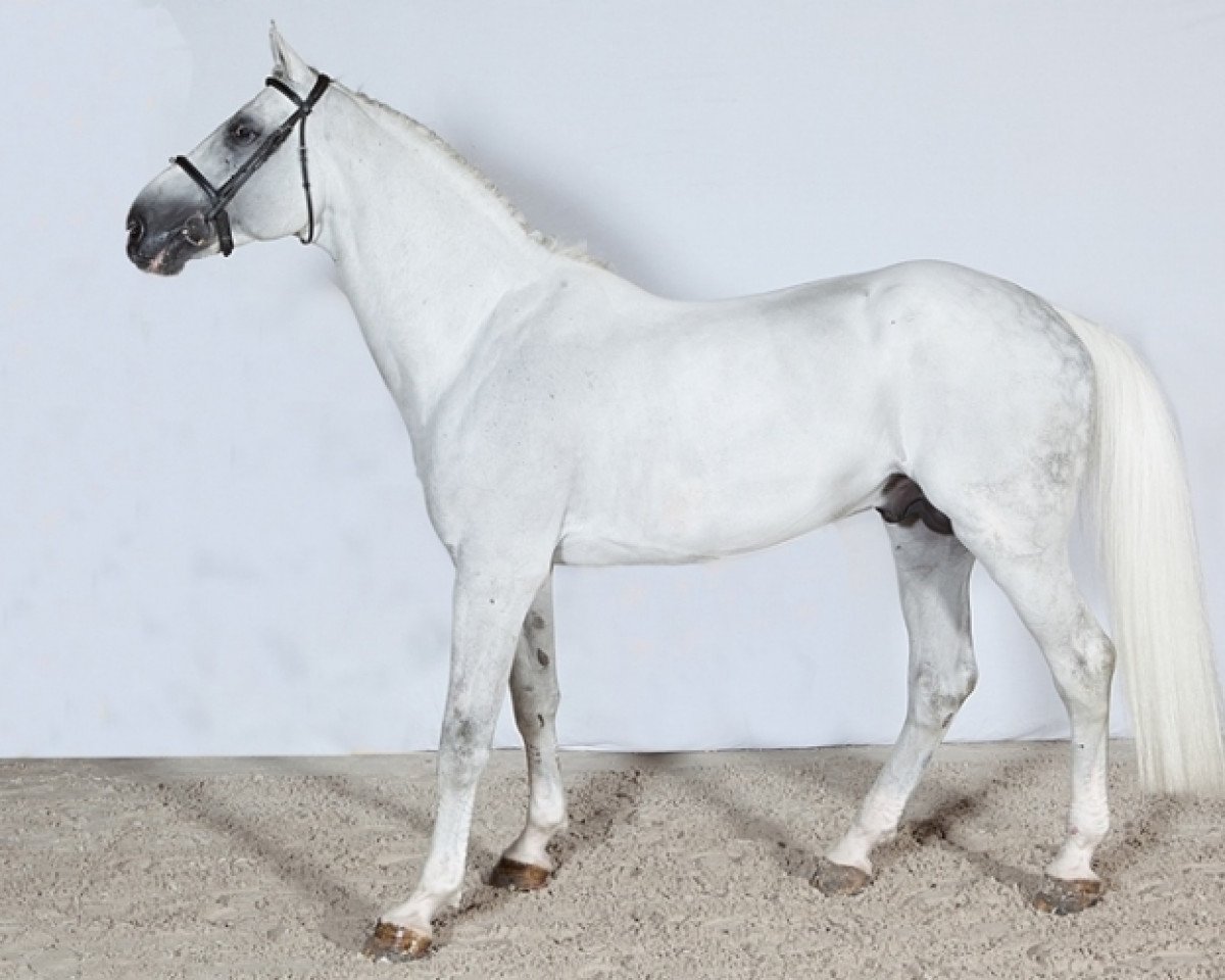 stallion Zingaro Meniljean (KWPN (Royal Dutch Sporthorse), 2004, from Berlin)