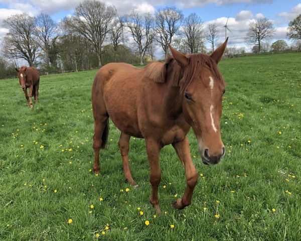 Dressurpferd Hannes (Trakehner, 2021, von Blanc Pain)