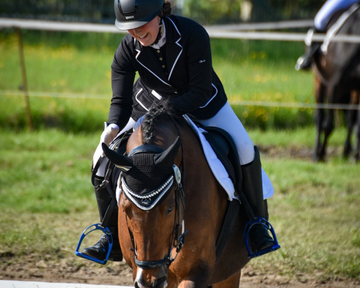 Dressurpferd Chester de Luxe (Deutsches Reitpony, 2011, von FS Cover Boy)