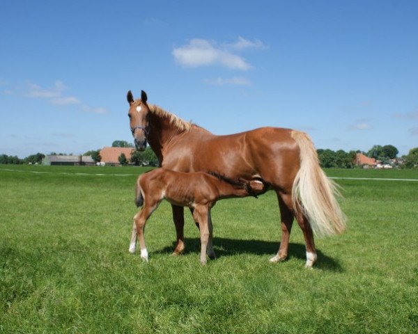 broodmare Lataine (KWPN (Royal Dutch Sporthorse), 1993, from Edison)