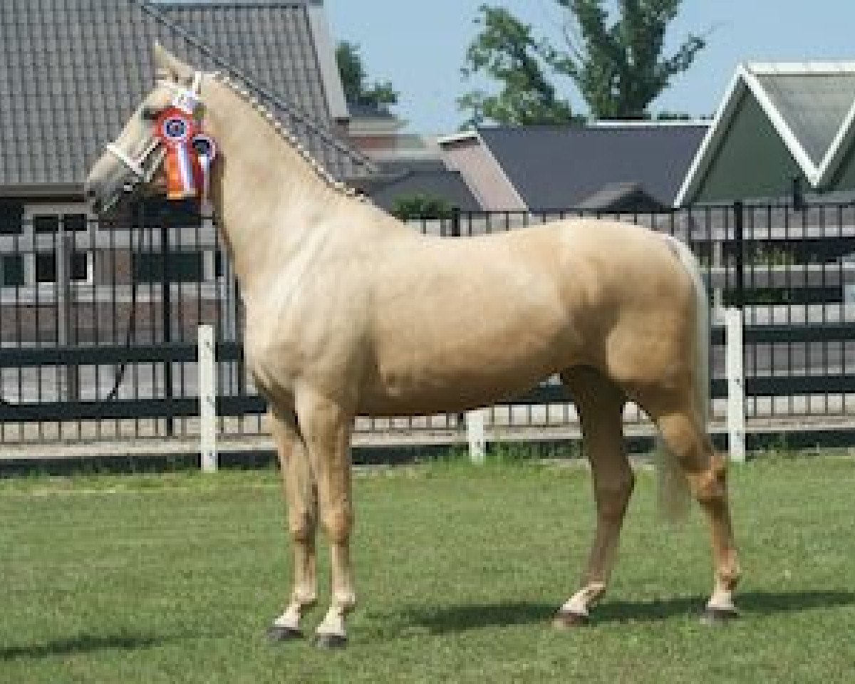 Zuchtstute Goldaine (Niederländische Reitpferde und Ponys mit arabischem Blut, 2011, von Magic Memphis)