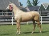 broodmare Goldaine (Dutch riding horses and ponies with Arabic blood content, 2011, from Magic Memphis)